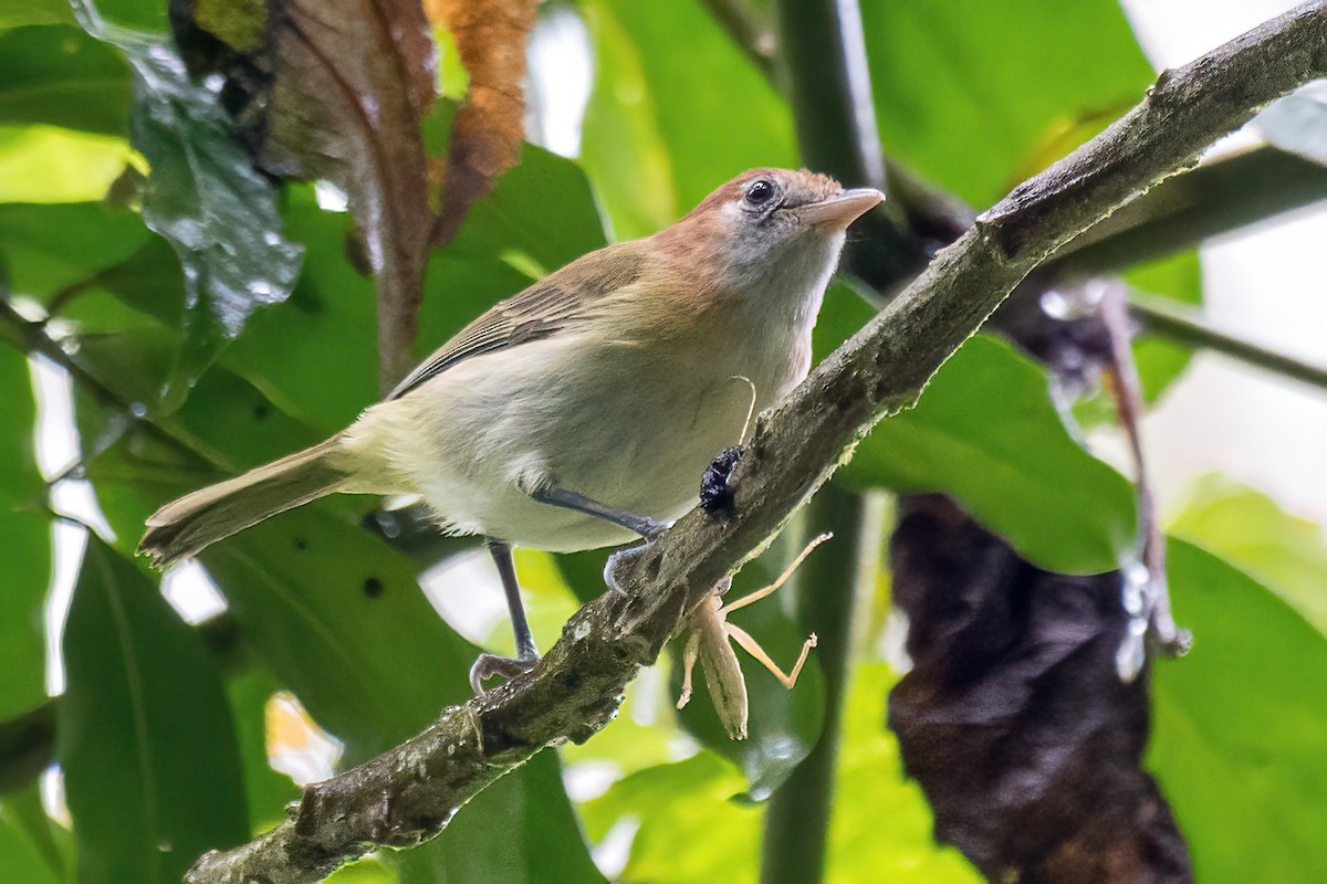 Rufous-naped Greenlet - ML614561073