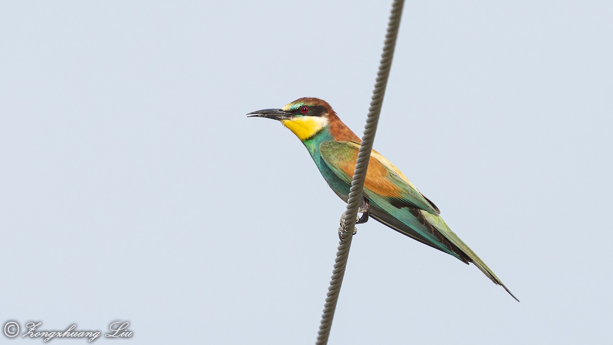 European Bee-eater - ML614561090