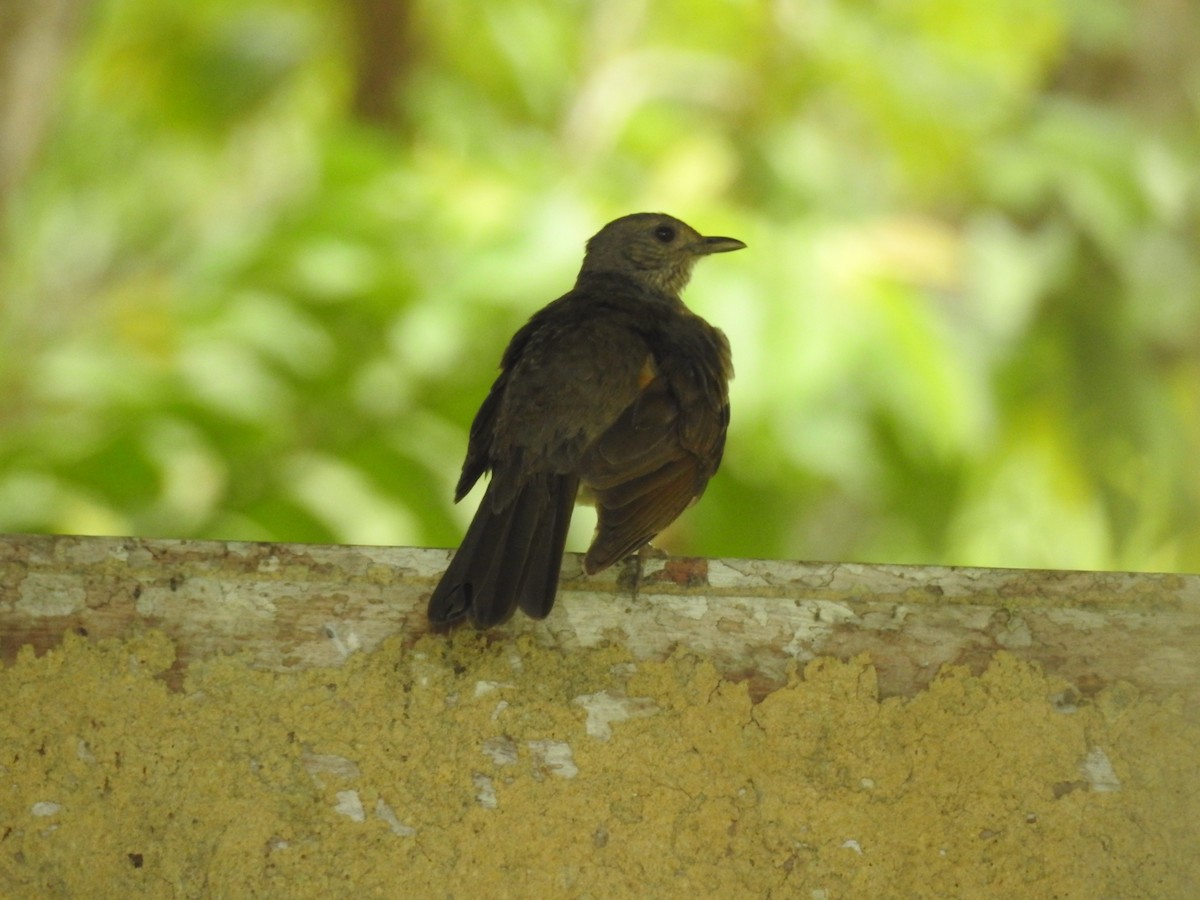 Pale-breasted Thrush - ML614561110
