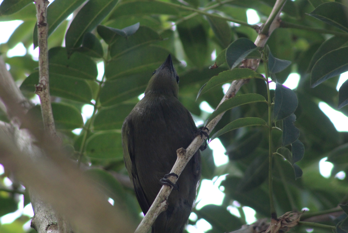 Palm Tanager - Salvador Chicchon