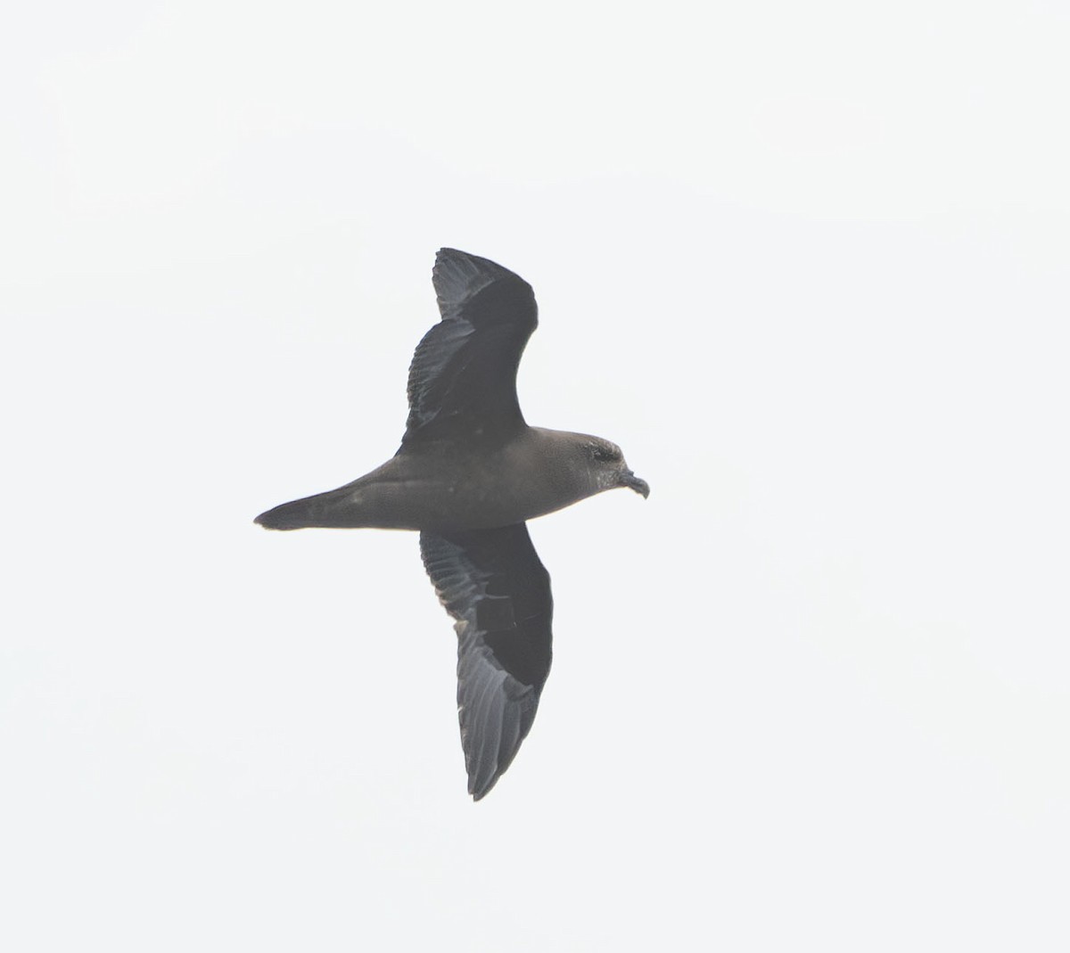 Great-winged Petrel - Philip Griffin