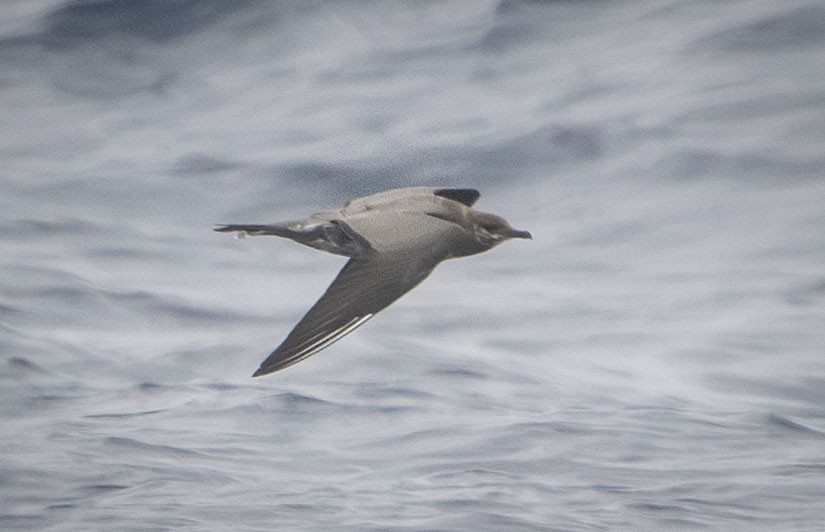 Long-tailed Jaeger - Philip Griffin