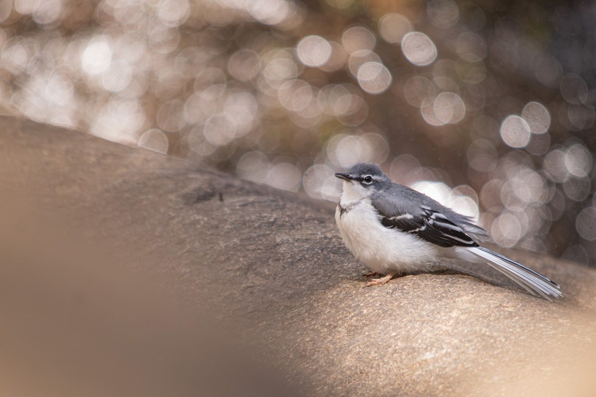 Mountain Wagtail - Retief Williams