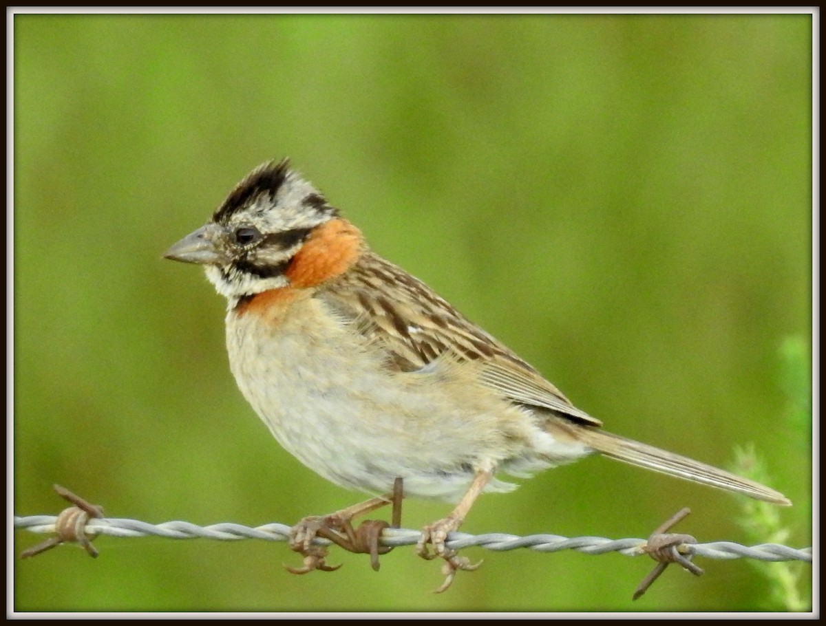 Rufous-collared Sparrow - ML614561303