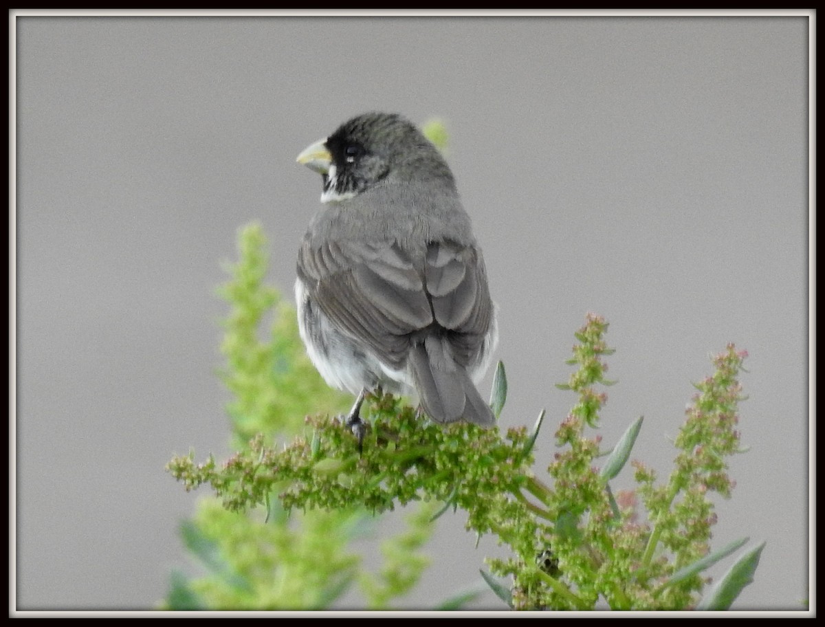 Double-collared Seedeater - ML614561328