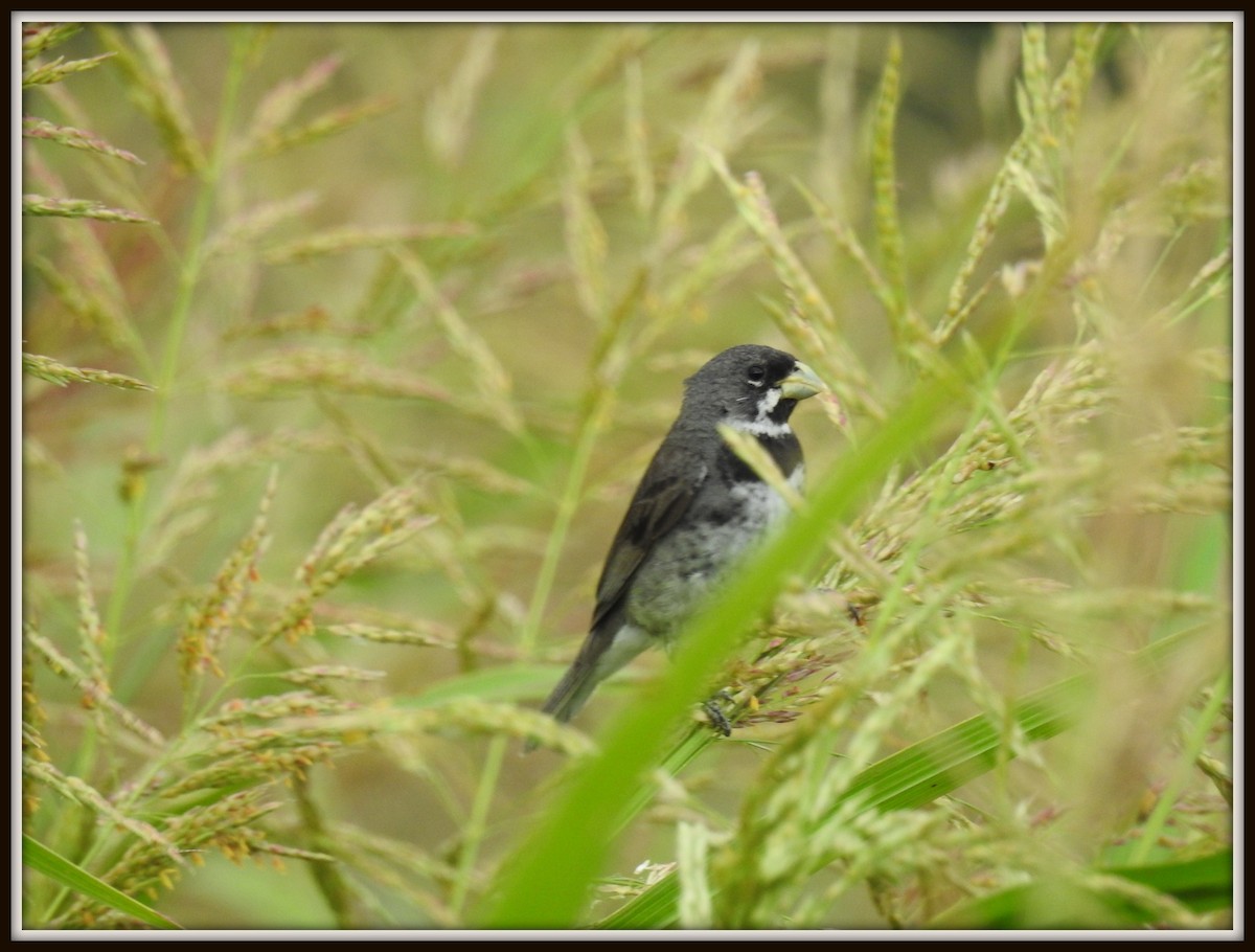 Double-collared Seedeater - ML614561335