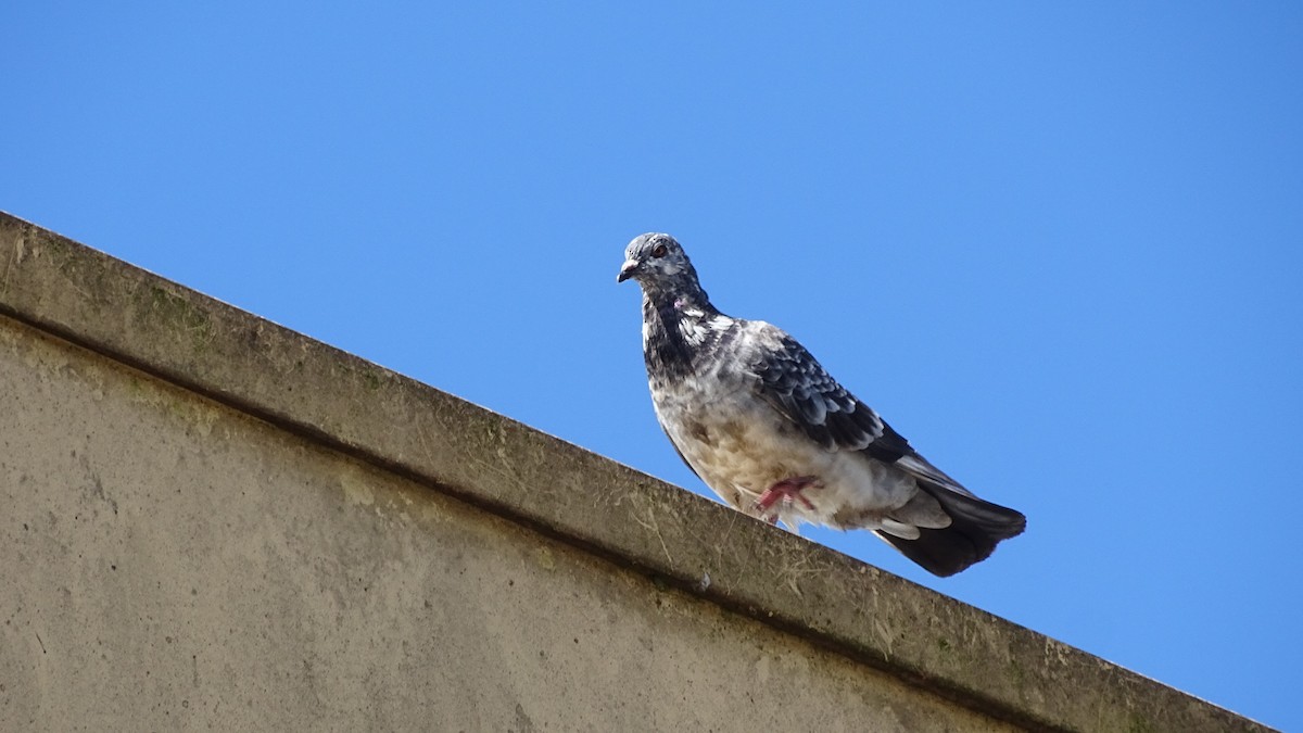 Rock Pigeon (Feral Pigeon) - Diego Ramírez