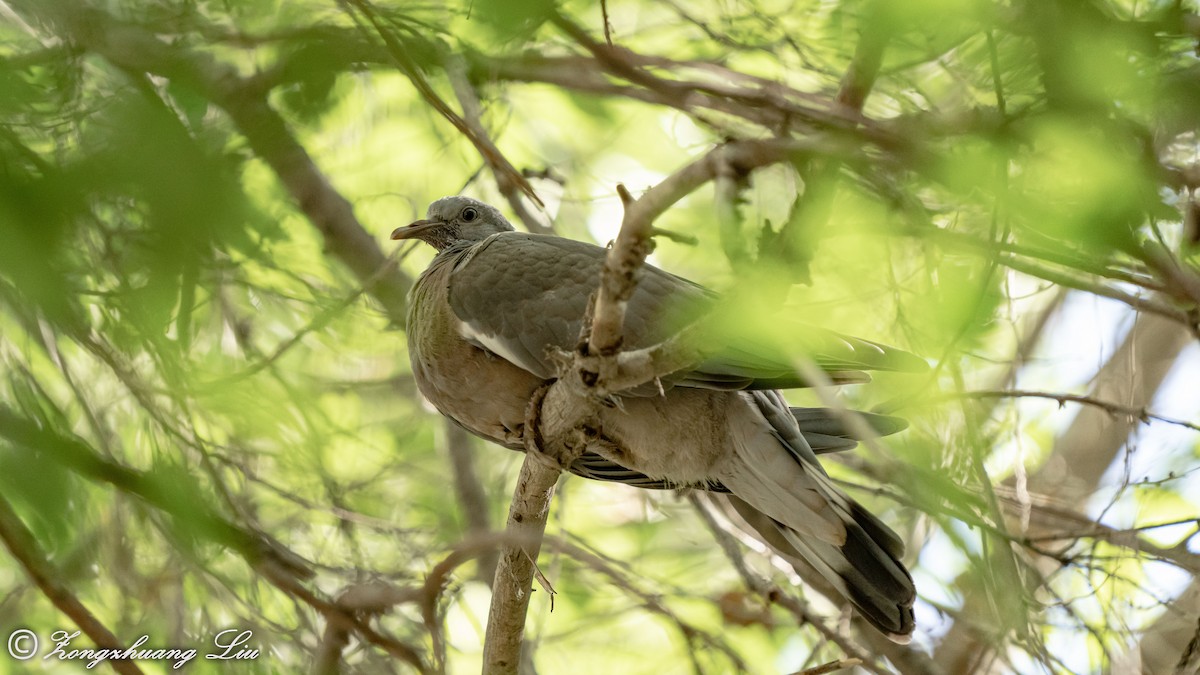 Common Wood-Pigeon - ML614561626