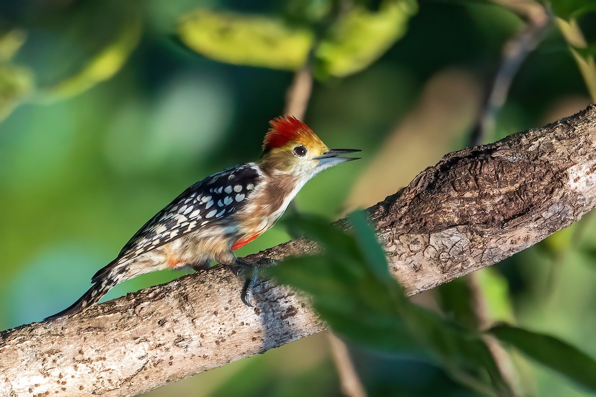 Yellow-crowned Woodpecker - ML614561700