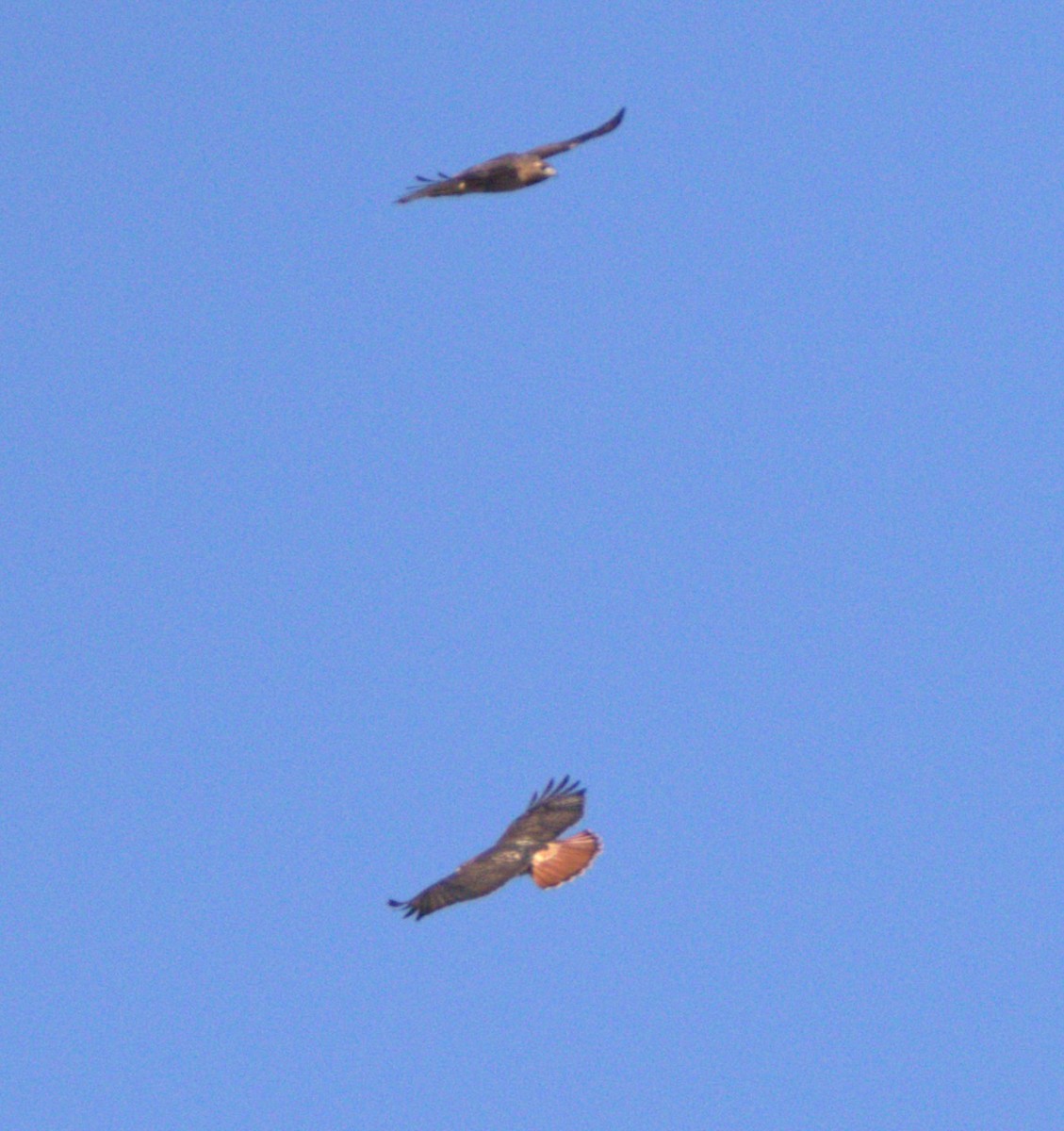 Red-tailed Hawk - Jim de Waal Malefyt