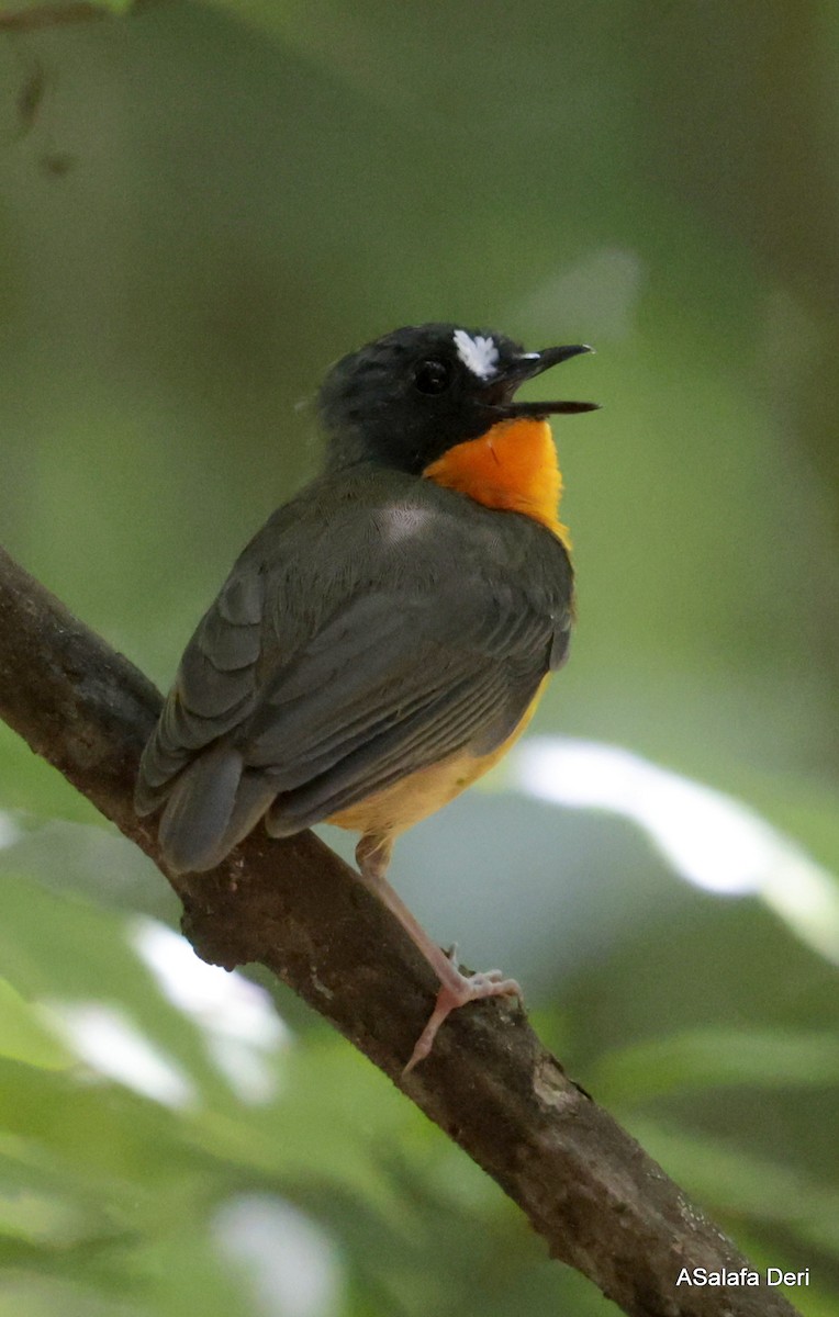 Yellow-breasted Forest Robin - Fanis Theofanopoulos (ASalafa Deri)