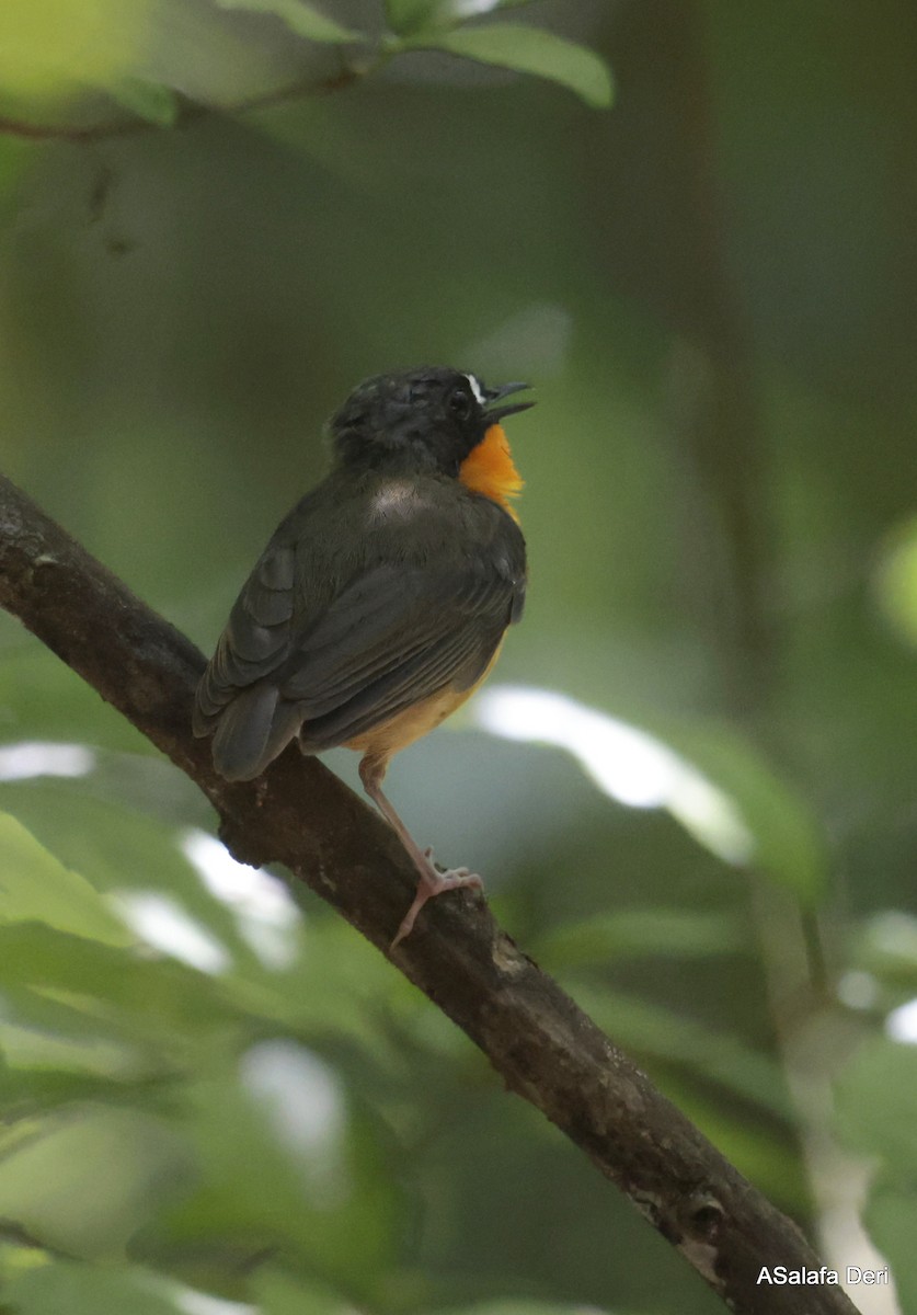 Yellow-breasted Forest Robin - ML614561735