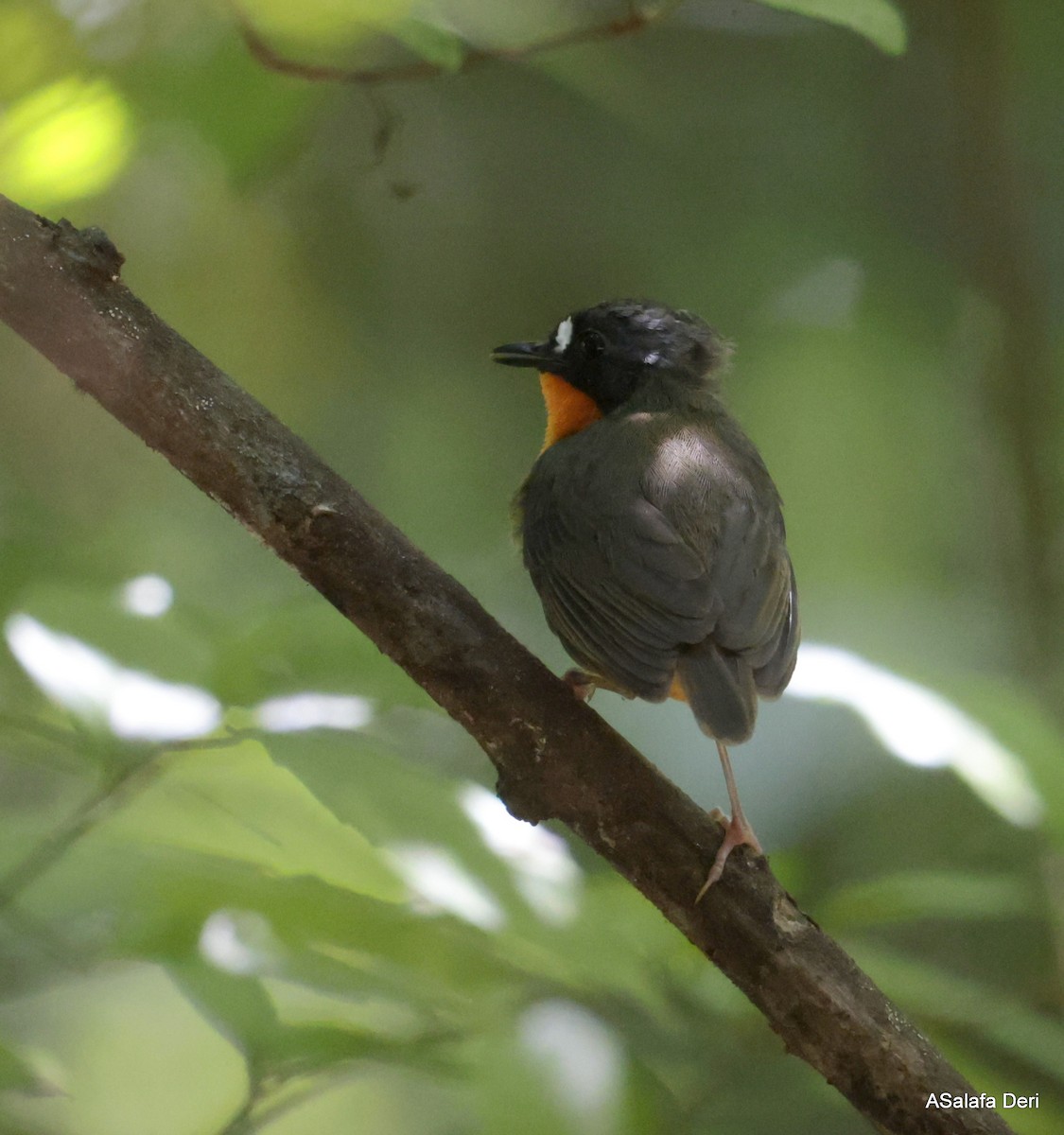 Yellow-breasted Forest Robin - ML614561736
