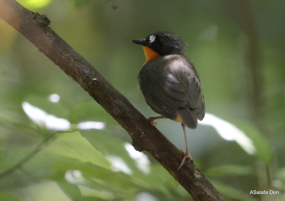Yellow-breasted Forest Robin - ML614561737