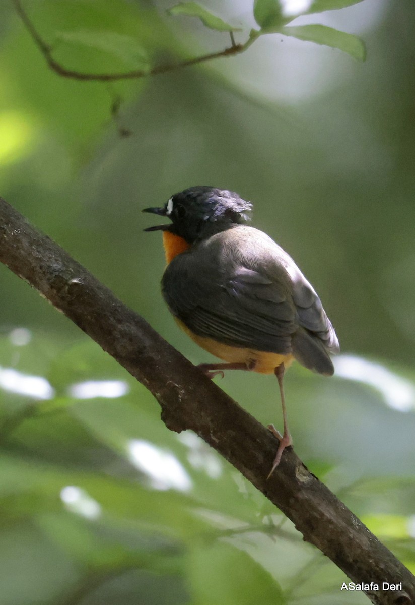 Yellow-breasted Forest Robin - ML614561739