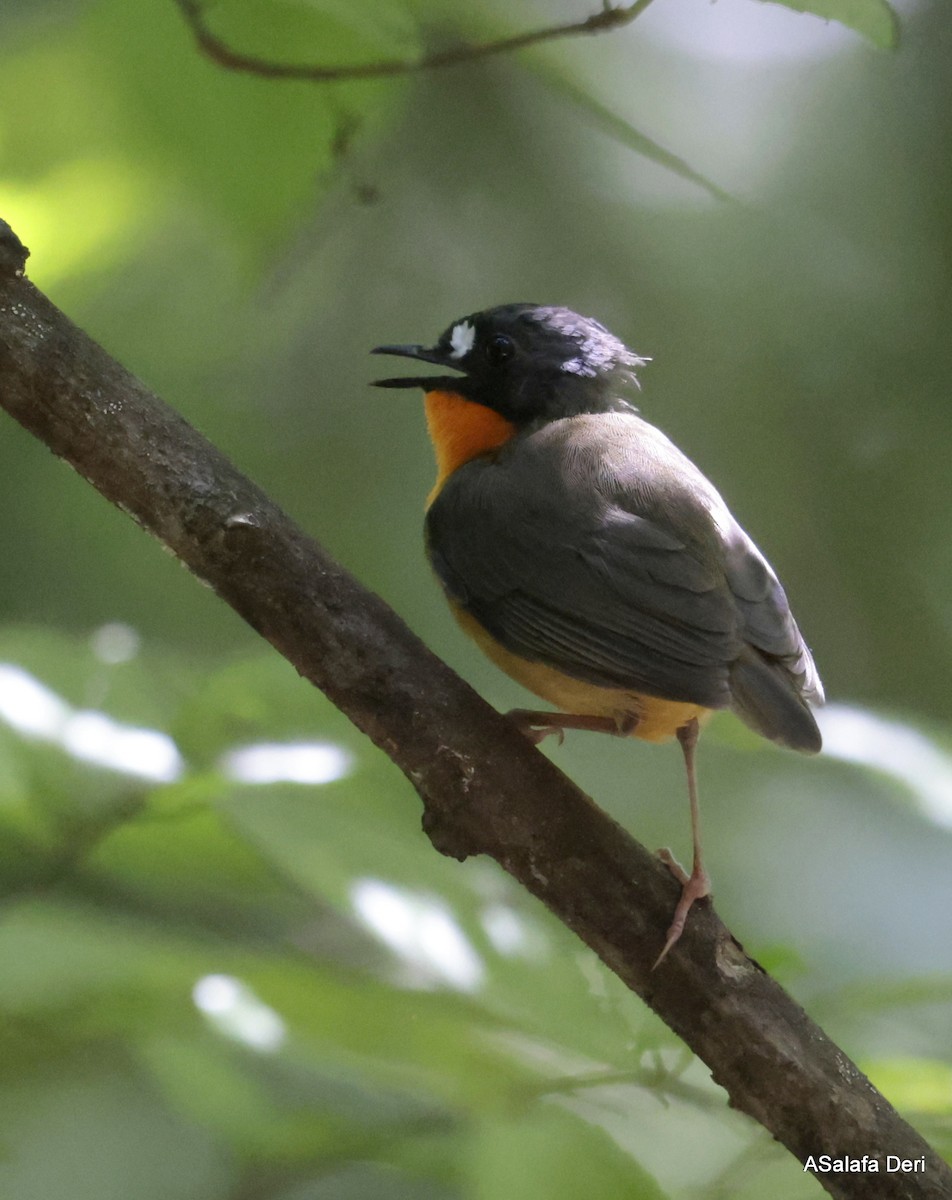 Yellow-breasted Forest Robin - ML614561740