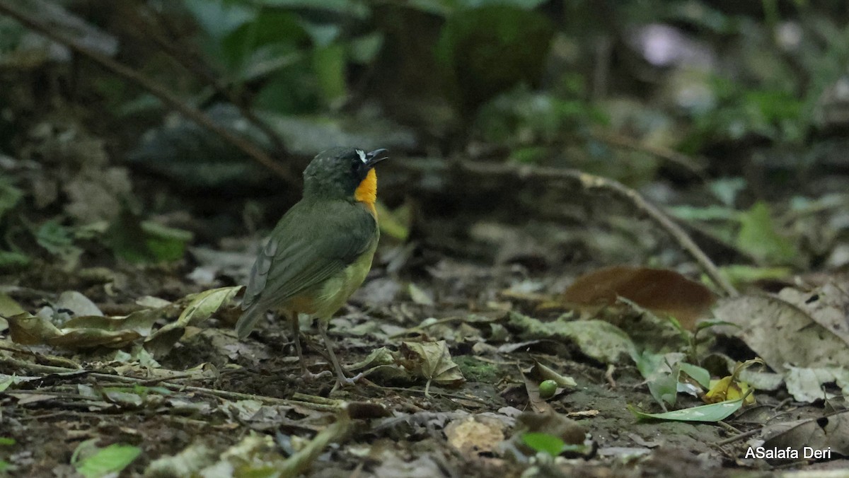 Yellow-breasted Forest Robin - ML614561742