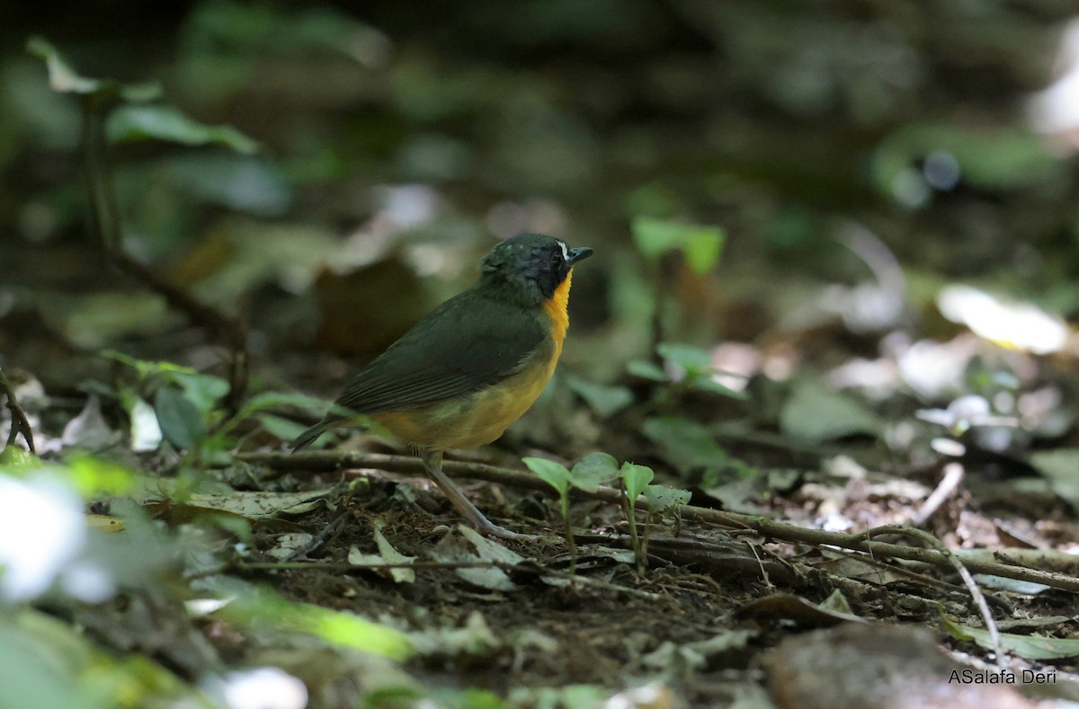 Yellow-breasted Forest Robin - ML614561743