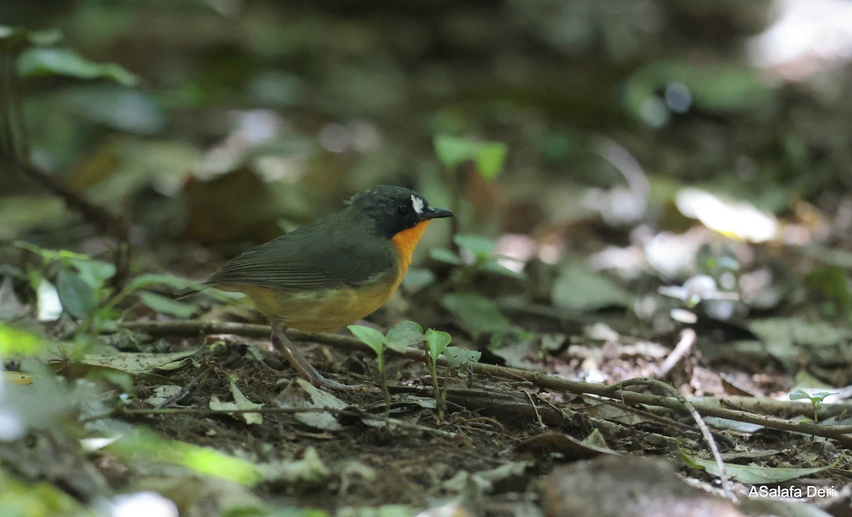 Yellow-breasted Forest Robin - ML614561744