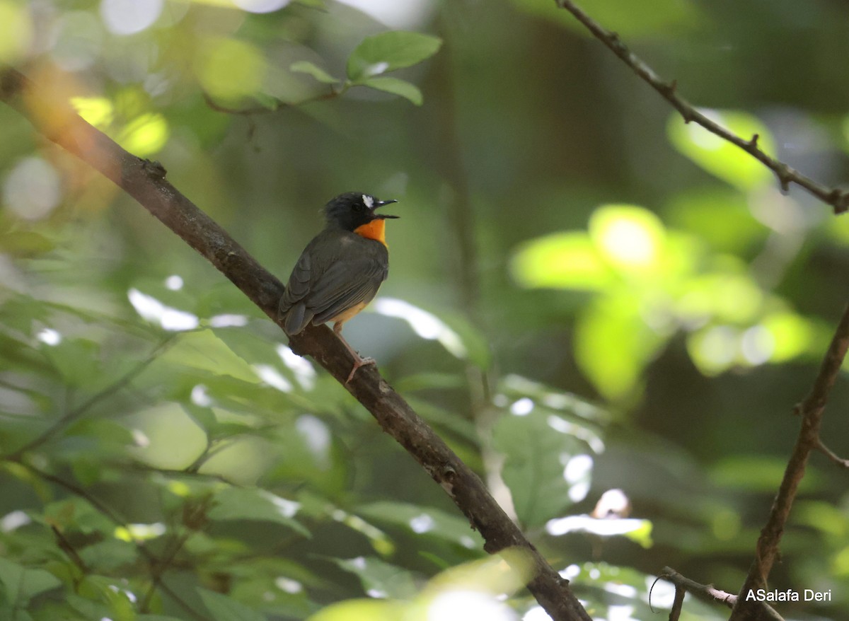 Yellow-breasted Forest Robin - ML614561745