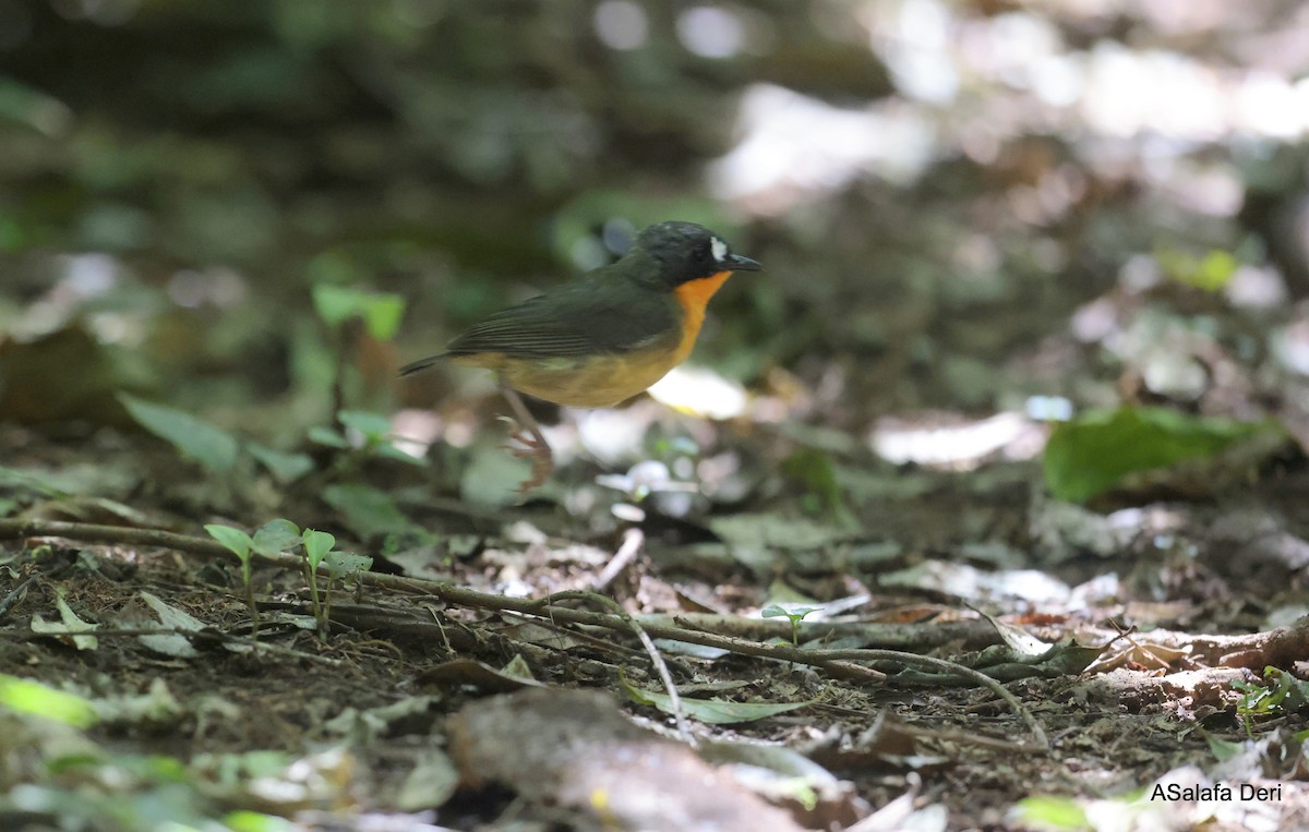 Yellow-breasted Forest Robin - ML614561747