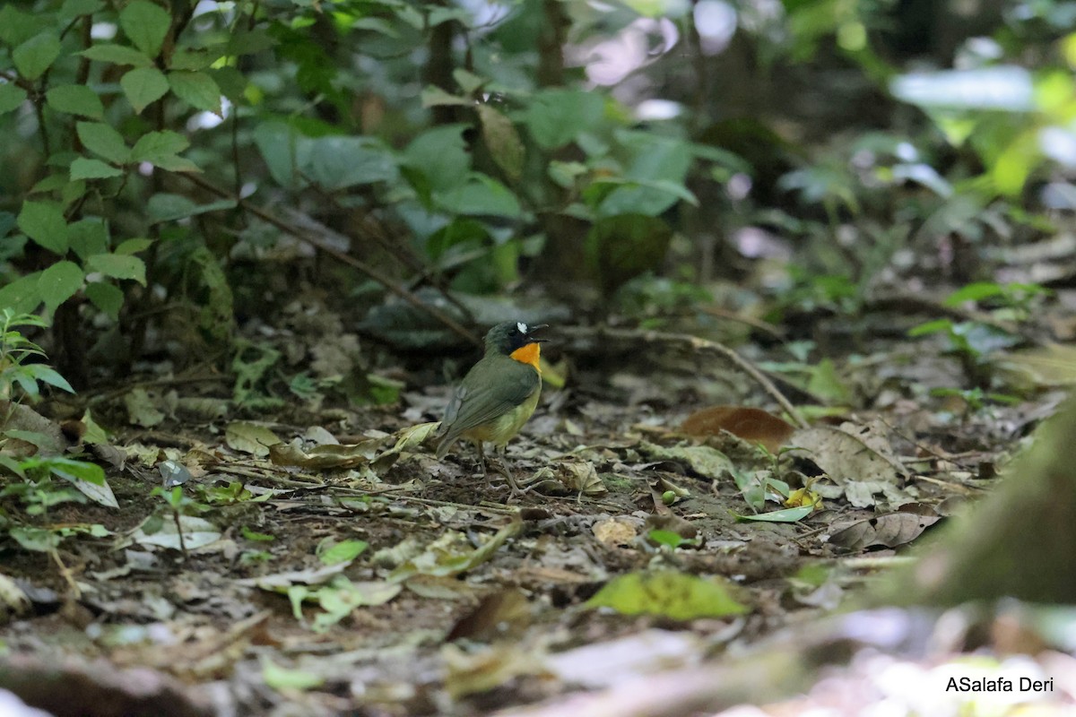 Yellow-breasted Forest Robin - ML614561748