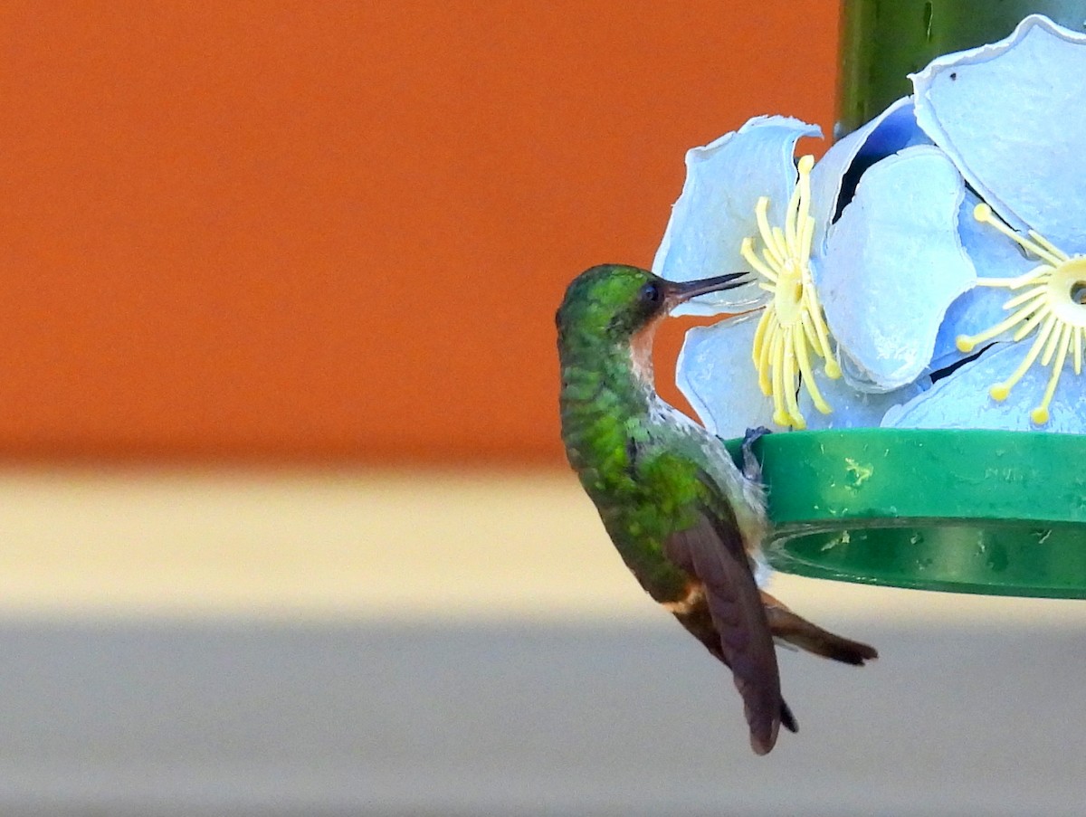 Frilled Coquette - ML614561770