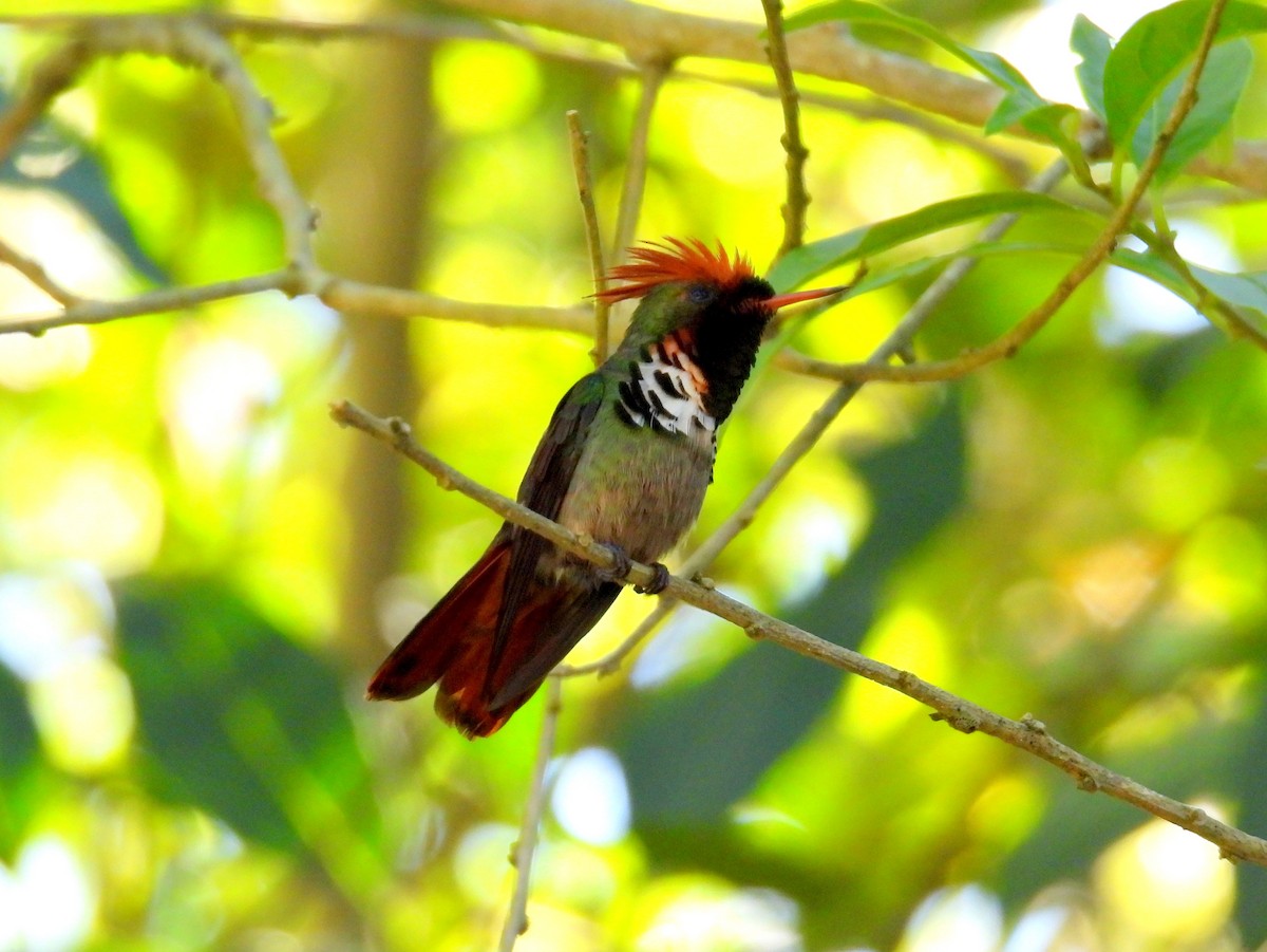 Frilled Coquette - ML614561881