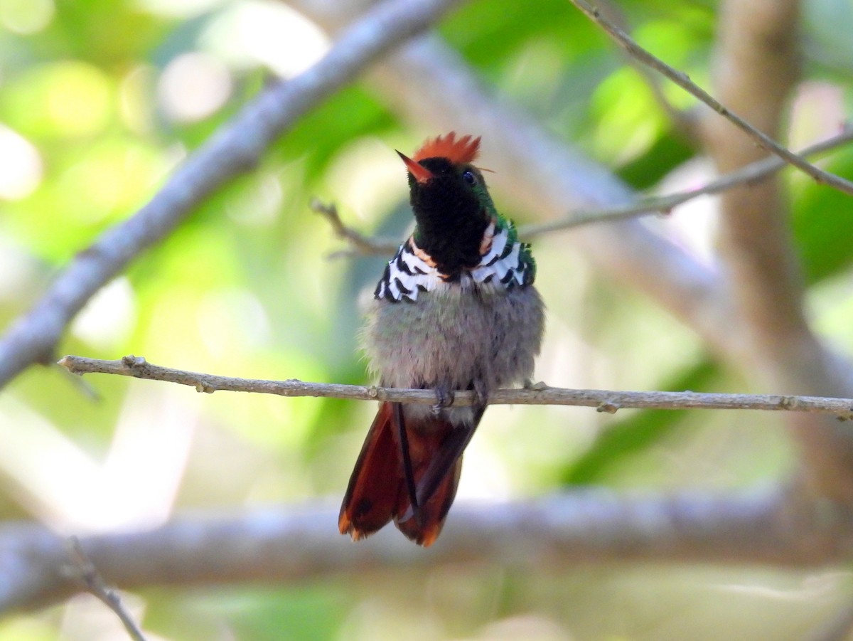 Frilled Coquette - ML614561882
