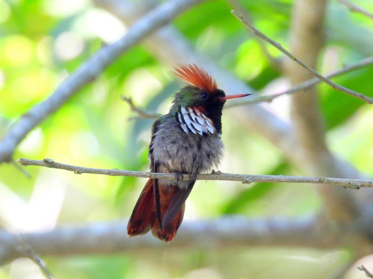 Frilled Coquette - ML614561883