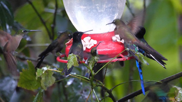 kolibřík hyacintový - ML614561911