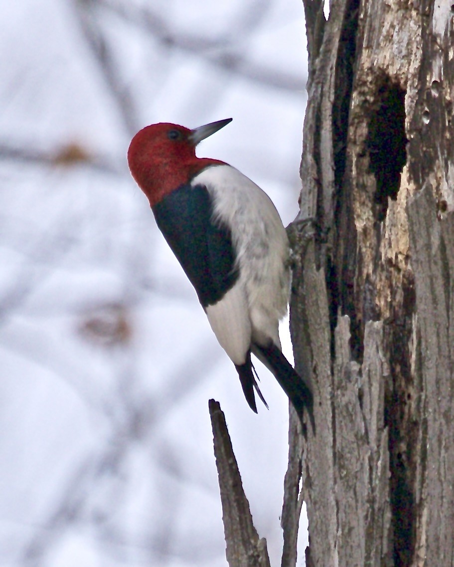 Red-headed Woodpecker - ML614561971
