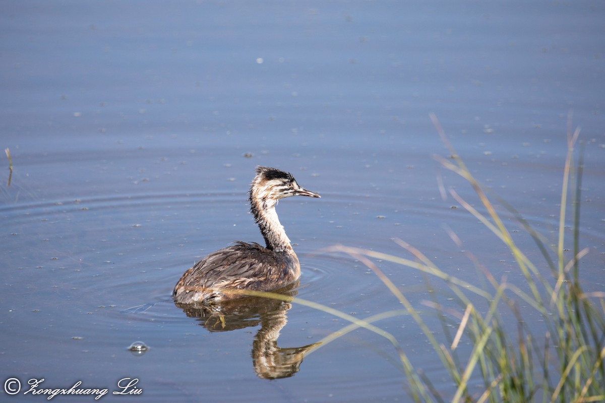 Great Crested Grebe - ML614562125