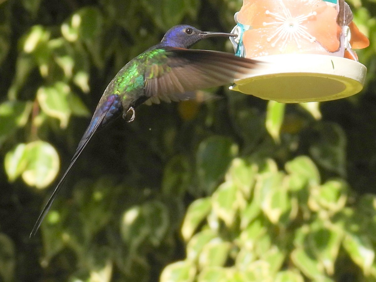 Swallow-tailed Hummingbird - ML614562267