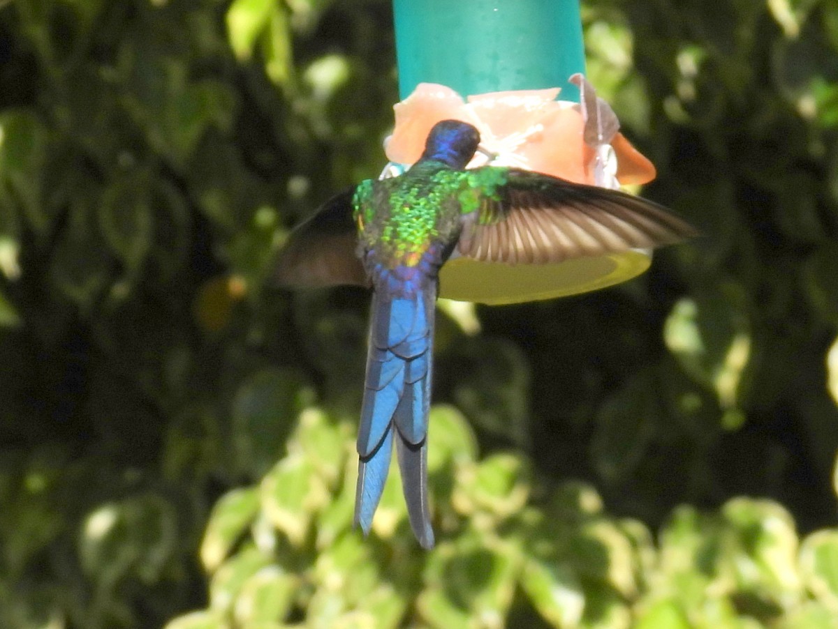Swallow-tailed Hummingbird - ML614562268
