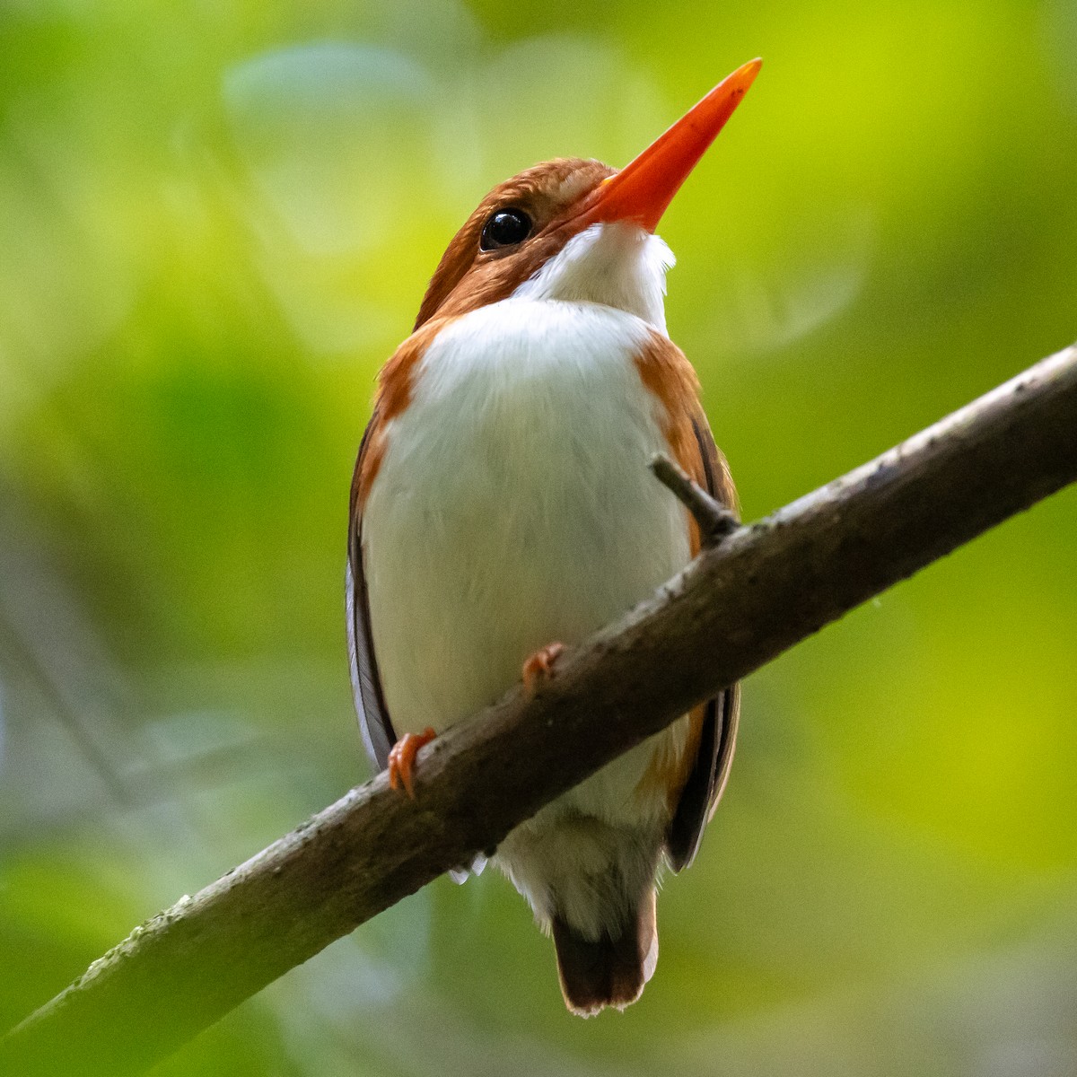 Madagascar Pygmy Kingfisher - ML614562416