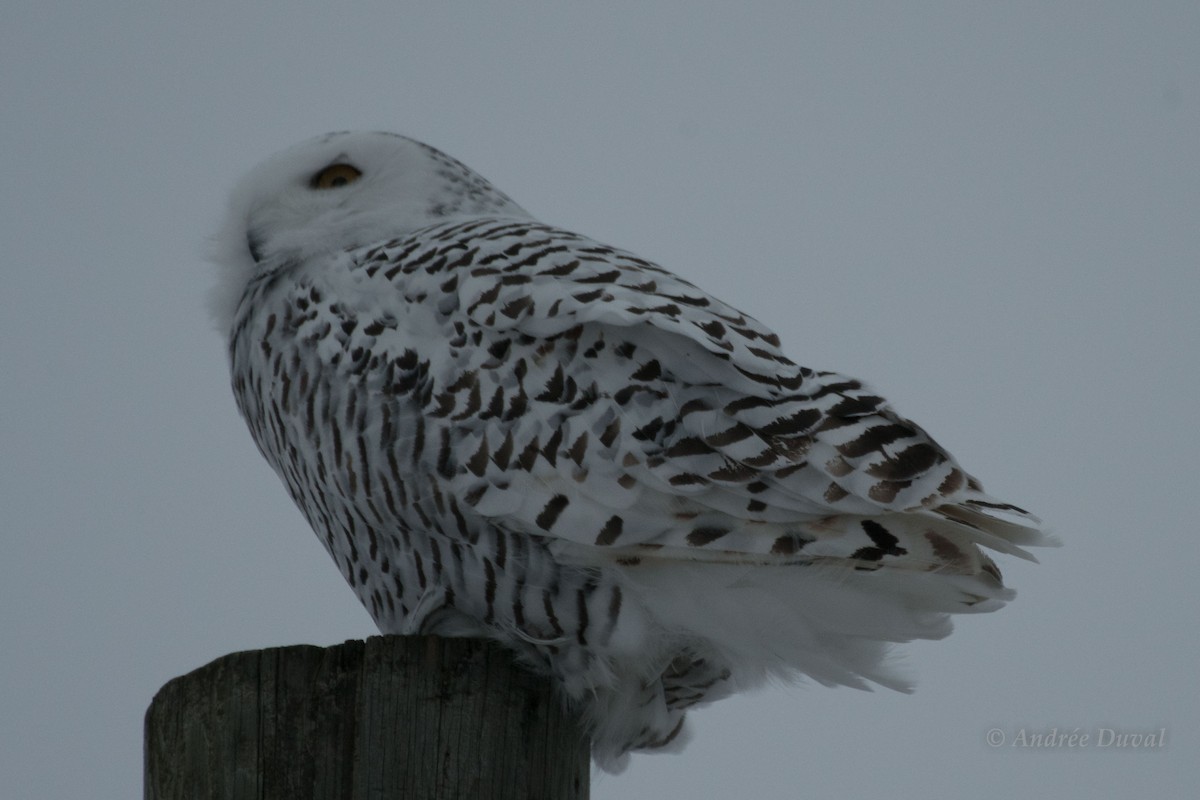 Snowy Owl - ML614562418