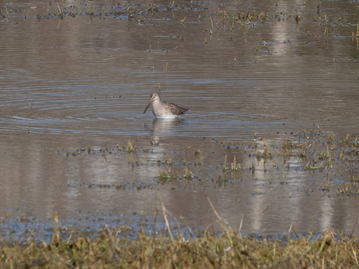 Long-billed Dowitcher - ML614562542