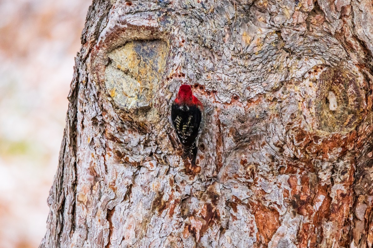 Red-breasted Sapsucker - David/Mary Phillips