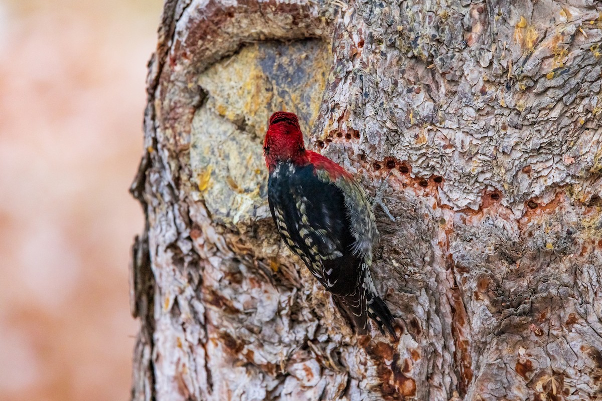 Red-breasted Sapsucker - ML614562564