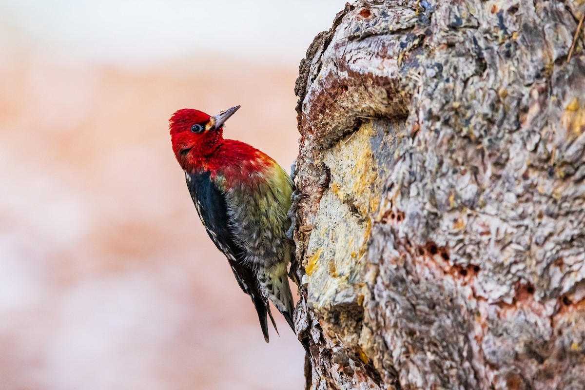 Red-breasted Sapsucker - ML614562568