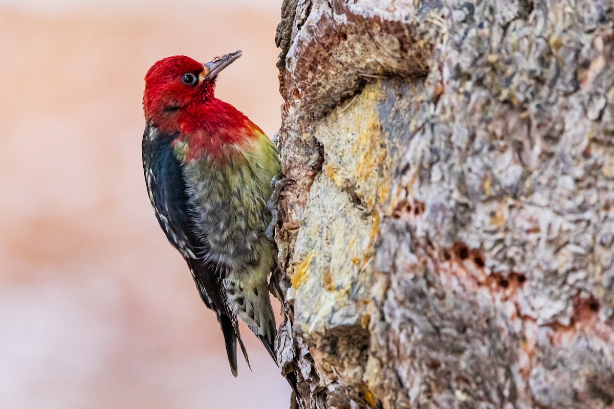Red-breasted Sapsucker - David/Mary Phillips