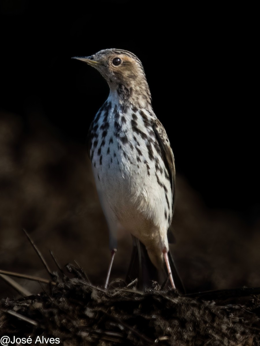 Red-throated Pipit - ML614562819