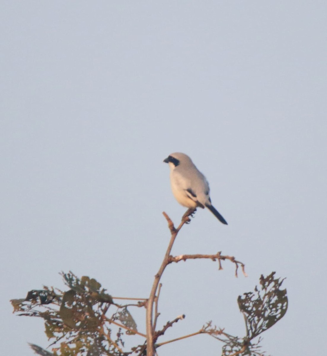 Great Gray Shrike (Indian) - ML614562893