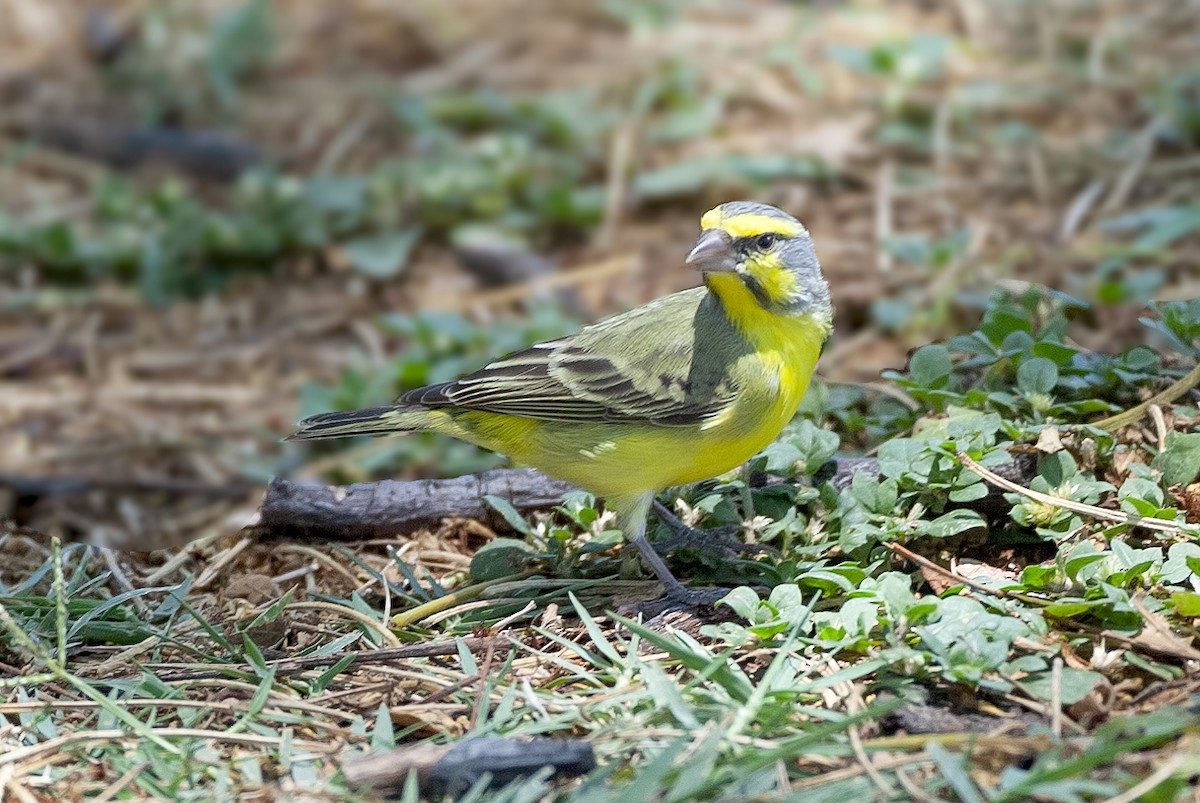 Yellow-fronted Canary - ML614563068