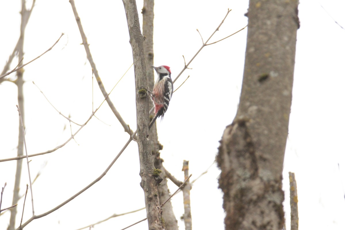 Middle Spotted Woodpecker - ML614563149