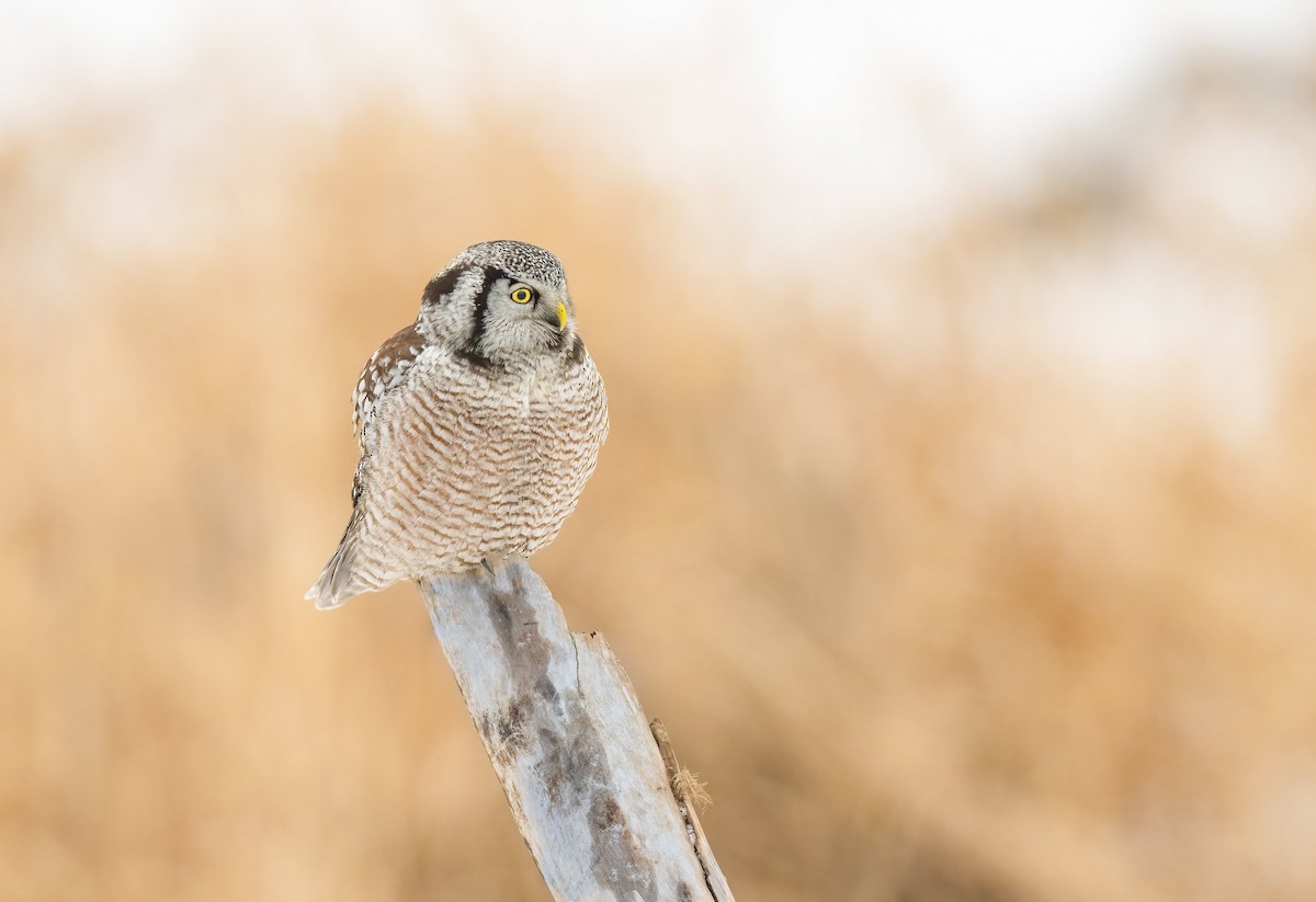 Northern Hawk Owl - Justin Lawson