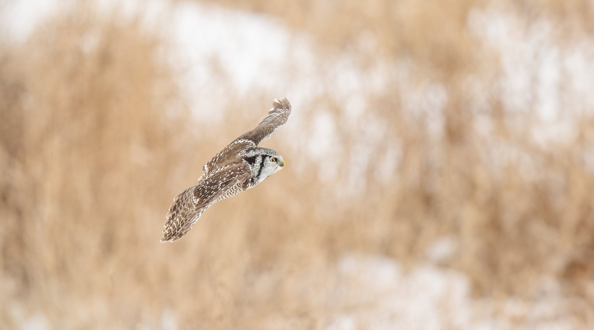 Northern Hawk Owl - ML614563241