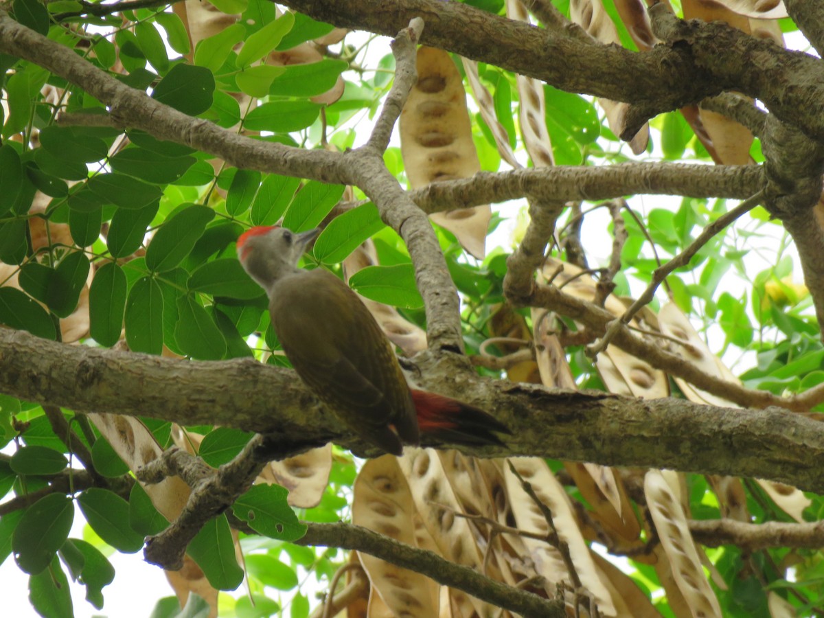 African Gray Woodpecker - ML614563356