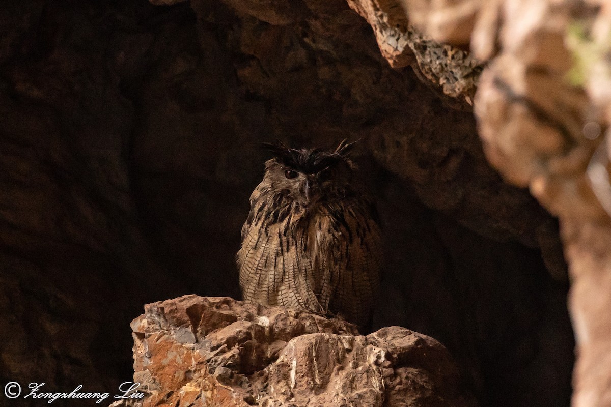 Eurasian Eagle-Owl - Zongzhuang Liu